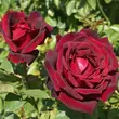Kép 2/3 - Rosa 'Oklahoma™' - vörös - teahibrid rózsa