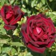 Rosa 'Oklahoma™' - vörös - teahibrid rózsa