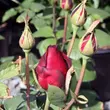 Kép 3/3 - Rosa 'Oklahoma™' - vörös - teahibrid rózsa