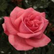 Kép 1/3 - Rosa 'Sebastian Schultheis' - rózsaszín - teahibrid rózsa