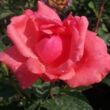 Kép 2/3 - Rosa 'Sebastian Schultheis' - rózsaszín - teahibrid rózsa