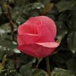 Rosa 'Sebastian Schultheis' - rózsaszín - teahibrid rózsa