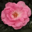 Kép 1/3 - Rosa 'Centenaire de Lourdes™' - rózsaszín - virágágyi floribunda rózsa
