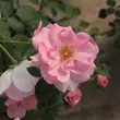 Kép 2/3 - Rosa 'Centenaire de Lourdes™' - rózsaszín - virágágyi floribunda rózsa