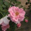 Rosa 'Centenaire de Lourdes™' - rózsaszín - virágágyi floribunda rózsa