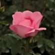 Rosa 'Centenaire de Lourdes™' - rózsaszín - virágágyi floribunda rózsa