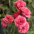 Rosa 'Elmshorn®' - rózsaszín - parkrózsa