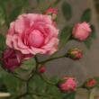 Rosa 'Elmshorn®' - rózsaszín - parkrózsa
