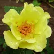 Kép 1/3 - Rosa 'Tibet-Rose™' - sárga - virágágyi floribunda rózsa