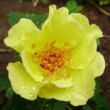 Kép 1/3 - Rosa 'Tibet-Rose™' - sárga - virágágyi floribunda rózsa