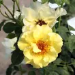 Kép 2/3 - Rosa 'Tibet-Rose™' - sárga - virágágyi floribunda rózsa
