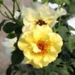 Rosa 'Tibet-Rose™' - sárga - virágágyi floribunda rózsa