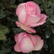 Rosa 'Violina®' - rózsaszín - teahibrid rózsa