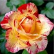 Kép 1/3 - Rosa 'Camille Pissarro™' - sárga - vörös - virágágyi floribunda rózsa