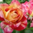 Rosa 'Camille Pissarro™' - sárga - vörös - virágágyi floribunda rózsa