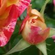 Kép 3/3 - Rosa 'Camille Pissarro™' - sárga - vörös - virágágyi floribunda rózsa