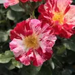Kép 1/3 - Rosa 'Fourth of July™' - vörös - fehér - climber, futó rózsa