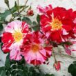 Rosa 'Fourth of July™' - vörös - fehér - climber, futó rózsa