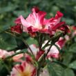 Rosa 'Fourth of July™' - vörös - fehér - climber, futó rózsa