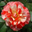 Kép 1/3 - Rosa 'City of Carlsbad™' - narancssárga - fehér - virágágyi floribunda rózsa