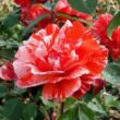 Kép 2/3 - Rosa 'City of Carlsbad™' - narancssárga - fehér - virágágyi floribunda rózsa