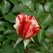 Kép 3/3 - Rosa 'City of Carlsbad™' - narancssárga - fehér - virágágyi floribunda rózsa