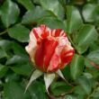 Rosa 'City of Carlsbad™' - narancssárga - fehér - virágágyi floribunda rózsa