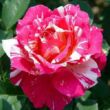 Kép 1/3 - Rosa 'Delstrobla' - rózsaszín - fehér - virágágyi floribunda rózsa