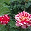 Rosa 'Delstrobla' - rózsaszín - fehér - virágágyi floribunda rózsa