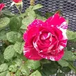 Kép 3/3 - Rosa 'Delstrobla' - rózsaszín - fehér - virágágyi floribunda rózsa