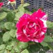 Rosa 'Delstrobla' - rózsaszín - fehér - virágágyi floribunda rózsa