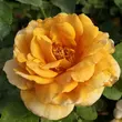 Kép 1/3 - Rosa 'Honey Dijon™' - sárga - virágágyi grandiflora - floribunda rózsa