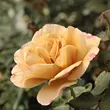 Kép 2/3 - Rosa 'Honey Dijon™' - sárga - virágágyi grandiflora - floribunda rózsa