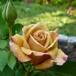 Kép 3/3 - Rosa 'Honey Dijon™' - sárga - virágágyi grandiflora - floribunda rózsa