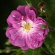 Kép 1/3 - Rosa 'Purple Skyliner™' - lila - climber, futó rózsa