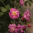 Kép 2/3 - Rosa 'Purple Skyliner™' - lila - climber, futó rózsa