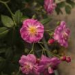 Rosa 'Purple Skyliner™' - lila - climber, futó rózsa