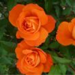 Rosa 'Christchurch™' - narancssárga - virágágyi floribunda rózsa