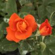 Rosa 'Christchurch™' - narancssárga - virágágyi floribunda rózsa