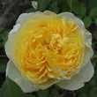 Kép 1/3 - Rosa 'Charlotte' - sárga - angol rózsa