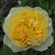 Kép 1/3 - Rosa 'Charlotte' - sárga - angol rózsa