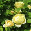 Rosa 'Charlotte' - sárga - angol rózsa