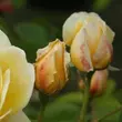 Kép 3/3 - Rosa 'Charlotte' - sárga - angol rózsa
