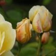 Rosa 'Charlotte' - sárga - angol rózsa