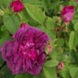 Kép 2/3 - Rosa 'Indigo' - lila - rózsaszín - történelmi - portland rózsa
