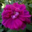 Rosa 'Indigo' - lila - rózsaszín - történelmi - portland rózsa