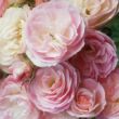 Kép 1/3 - Rosa 'Bouquet Parfait®' - fehér - rózsaszín - parkrózsa