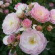 Kép 2/3 - Rosa 'Bouquet Parfait®' - fehér - rózsaszín - parkrózsa