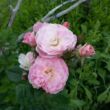 Rosa 'Bouquet Parfait®' - fehér - rózsaszín - parkrózsa