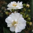 Rosa 'Guirlande d'Amour®' - fehér - parkrózsa